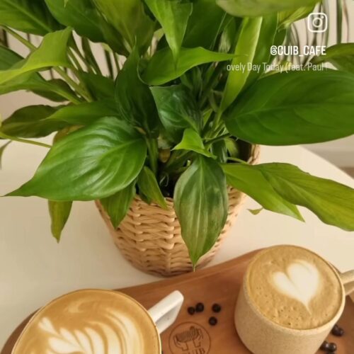 Sol Cafe - Photo 1