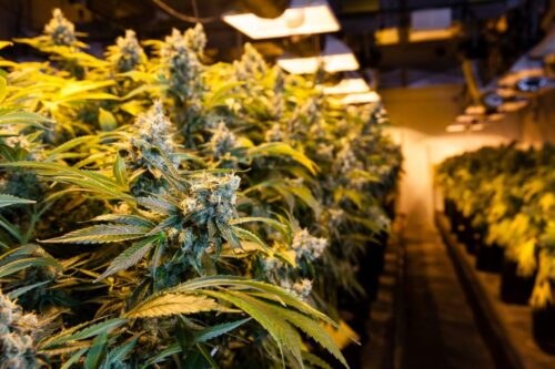 Cannabis Sommelier – Finest Swiss Weed Flowers, CBD Oils, Extracts - Photo 1