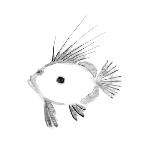 John Dory - Photo 1